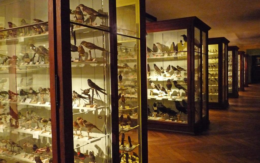 Zoological Museum Strasbourg